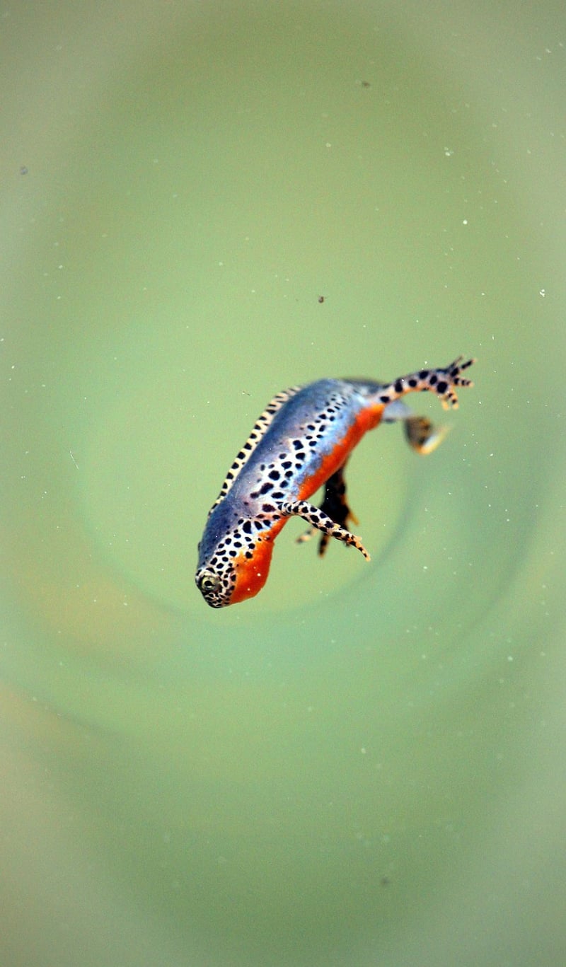 Eye of Newt