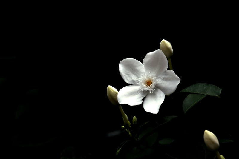 Moonlit Jasmine